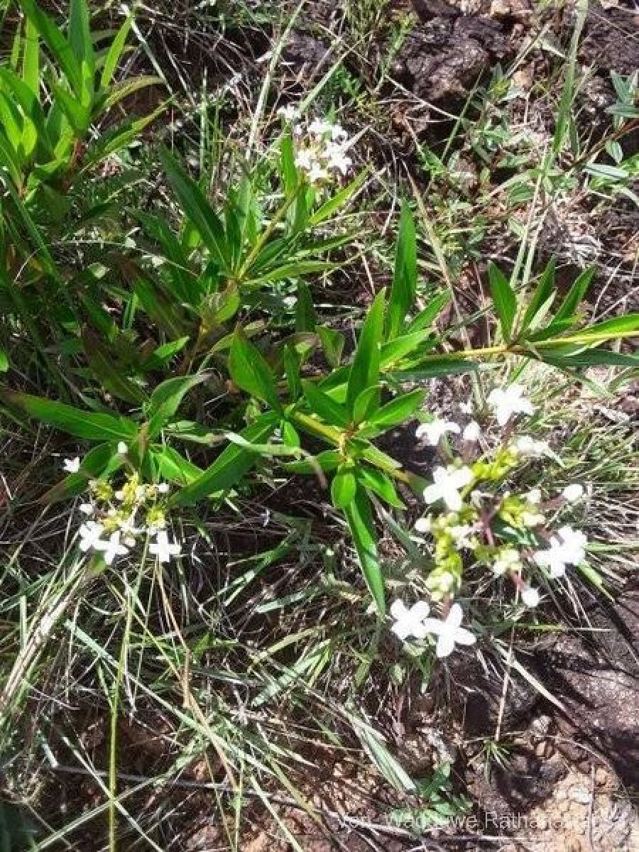 Knoxia spicata (Thwaites ex Trimen) Ridsdale